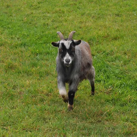 ベッド・アンド・ブレックファスト Gypsy Waggon - A On Wheels アムステルダム