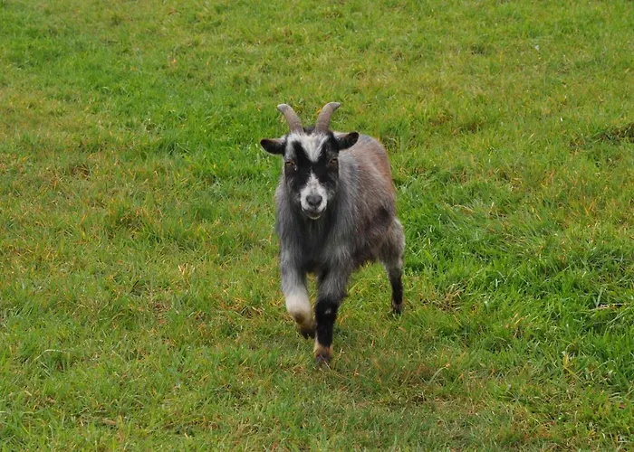ベッド・アンド・ブレックファスト Gypsy Waggon - A On Wheels アムステルダム